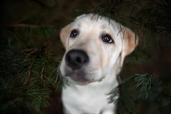 Adorable Labrador Amarillo Retrato Cachorro Cerca Aire Libre Vista Superior —  Fotos de Stock