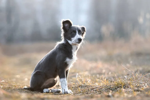 太陽の光の中屋外に座ってグレーと白のボーダーコリー子犬 — ストック写真