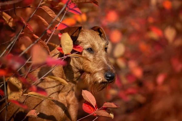 Ritratto Cane Terrier Irlandese Cespuglio Con Foglie Rosse — Foto Stock