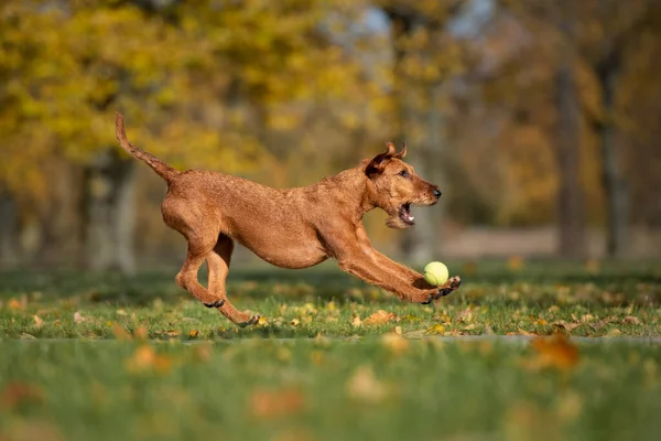 Chien Terrier Irlandais Jouant Avec Une Balle Dans Parc — Photo