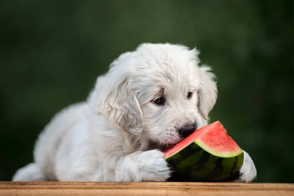 Golden Retriever Puppy Eating Watermelon Outdoors Summer — Stock Photo, Image