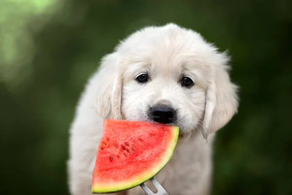 Golden Retriever Puppy Eating Watermelon Outdoors Summer — Stock Photo, Image