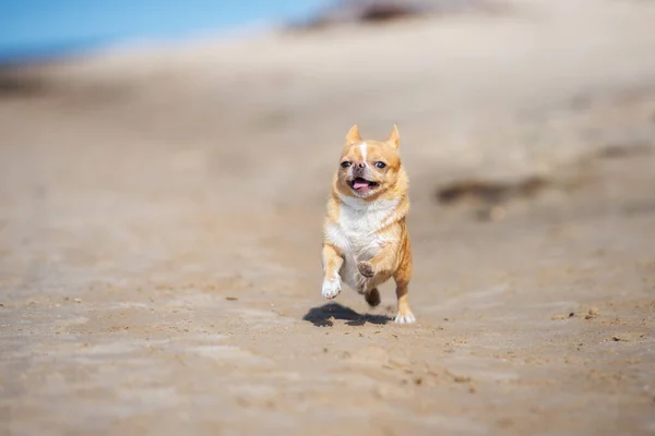 Šťastný Červený Čivava Pes Běží Pláži — Stock fotografie