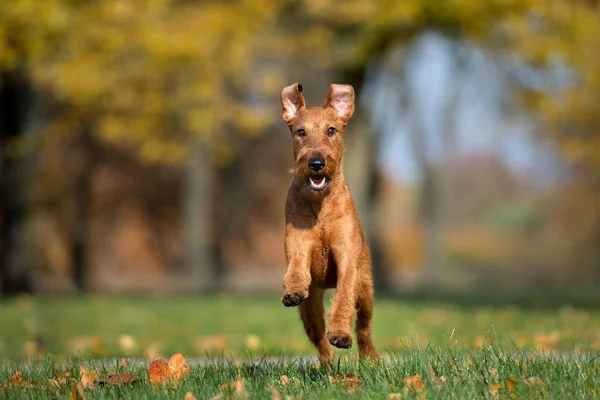 Feliz Irlandês Terrier Cão Correndo Livre Parque — Fotografia de Stock