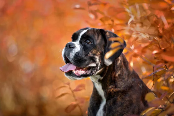 Retrato Perro Boxeador Alemán Arbusto Con Hojas Rojas — Foto de Stock