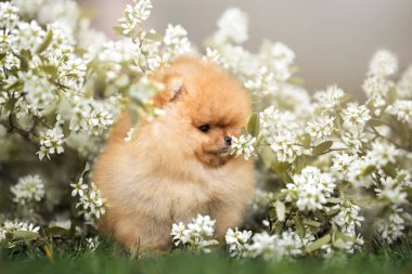 İlkbaharda çiçeklerle poz veren komik tüylü köpek yavrusu.