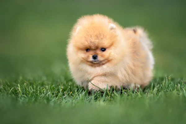 Šťastný Pomeranian Spitz Procházky Létě — Stock fotografie