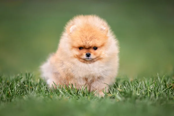 Puszysty Czerwony Pomeranian Szczeniak Spitz Siedzi Trawie Lecie — Zdjęcie stockowe