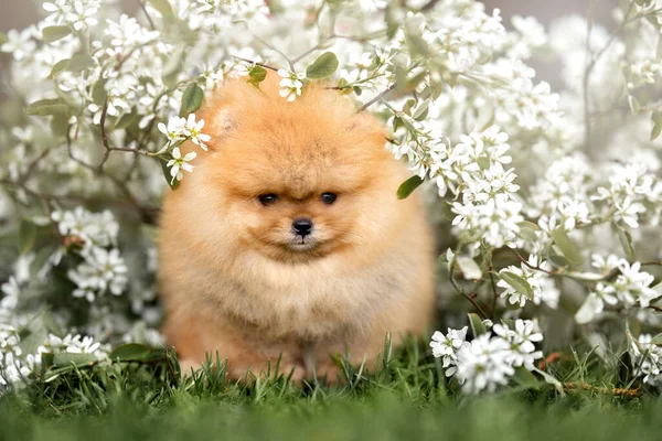 Pomeranian Spitz Szczeniak Portret Zewnątrz Białe Kwiaty — Zdjęcie stockowe