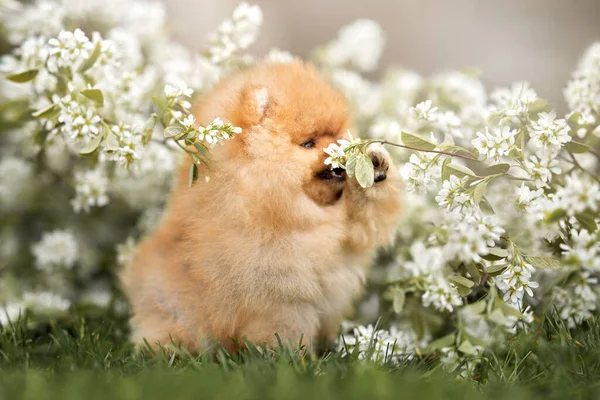 Gelukkig Puppy Spelen Met Bloemen Het Voorjaar — Stockfoto