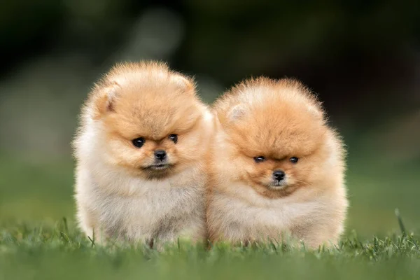 Dos Adorables Cachorros Pomeranianos Spitz Sentados Juntos Hierba Verano —  Fotos de Stock