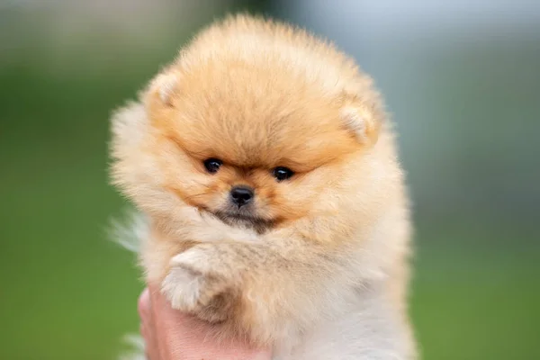 Close Retrato Adorável Pomeranian Spitz Cachorro Livre — Fotografia de Stock
