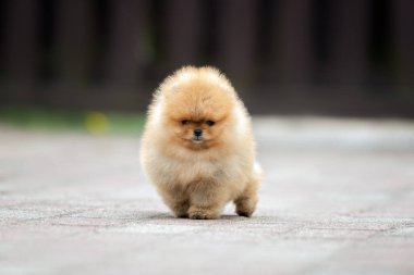 Kırmızı Pomeranya Tükürük Köpeği dışarıda duruyor