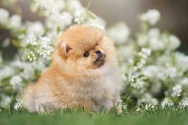 İlkbaharda dışarıda poz veren sevimli Pomeranya köpekleri.