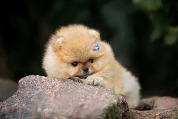 Közeli Portré Pomerániai Spitz Kiskutya Virágokkal Szőrme — Stock Fotó