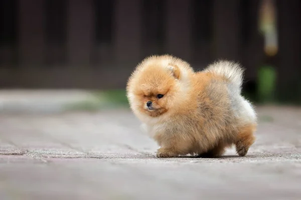 夏に屋外を歩く赤いポメラニアン スピッツの子犬 — ストック写真