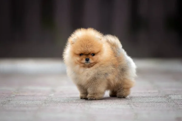 Adorável Vermelho Pomeranian Spitz Cachorro Livre — Fotografia de Stock