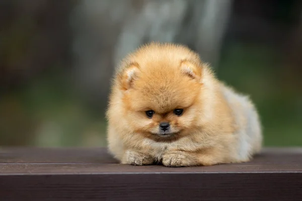 Adorable Pomeranian Spitz Cachorro Acostado Aire Libre Verano —  Fotos de Stock