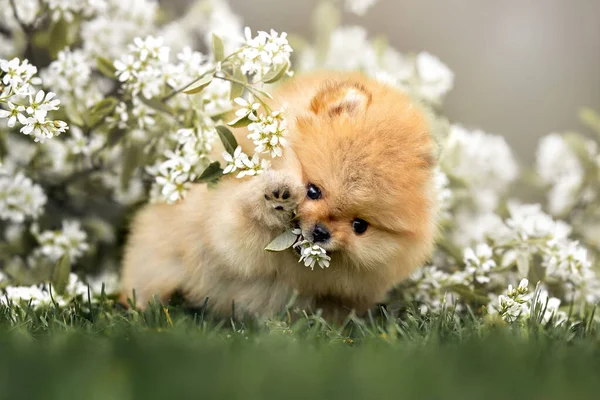 Happy Pomeranian Spitz Puppy Playing Blooming Tree Branch — Stock Photo, Image