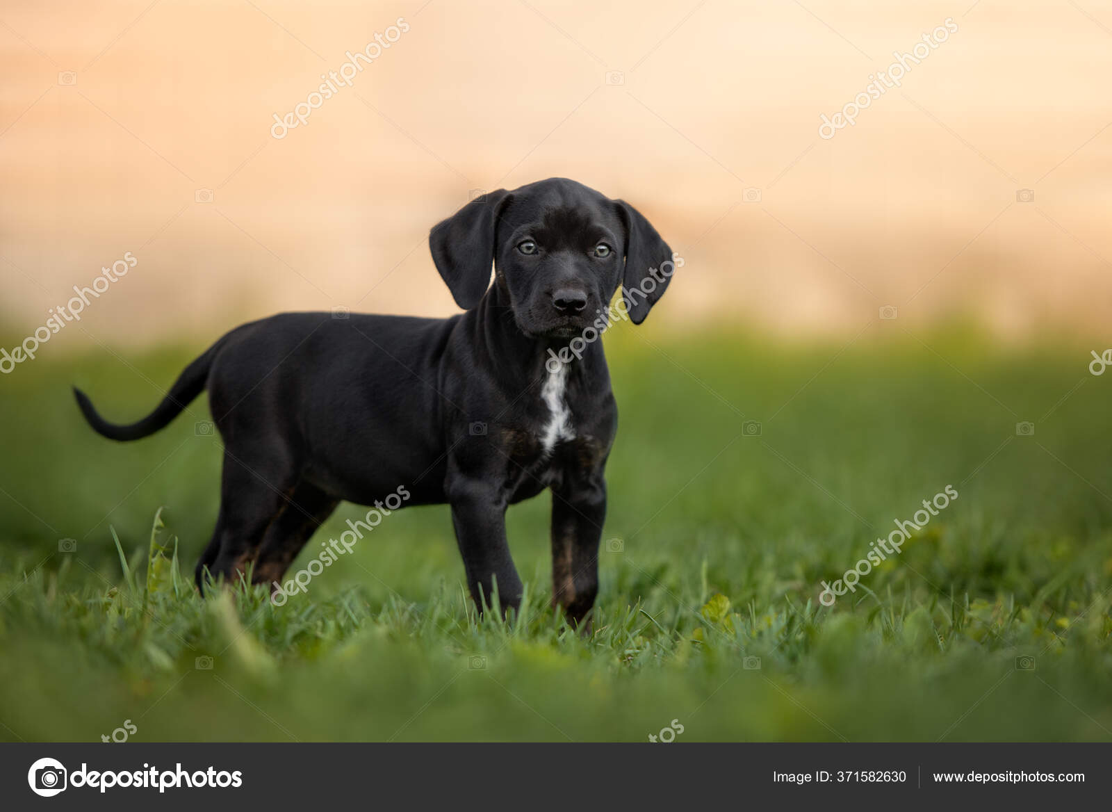 leopard cur dog pictures