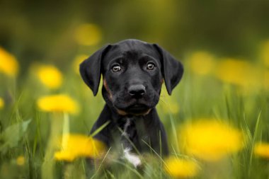 Yazın bir çiçek tarlasında poz veren sevimli siyah Catahoula köpeği.