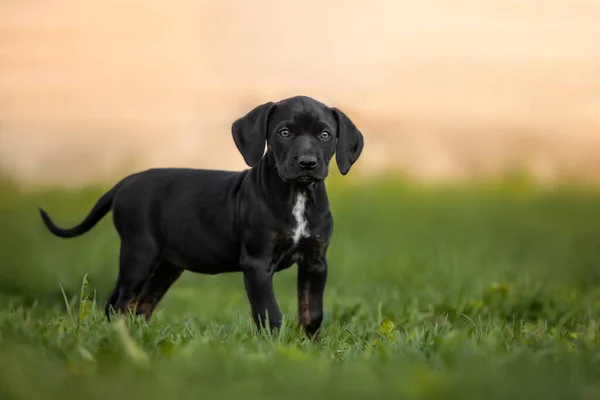 Zwarte Catahoula Puppy Wandelen Buiten Gras — Stockfoto