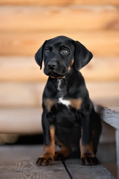 屋外に座っている黒と日焼けのカタオラの子犬 — ストック写真