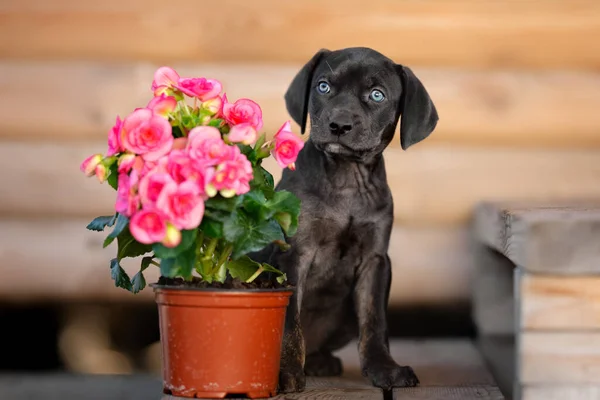 露易丝 卡达胡拉小狗坐在户外 开着花 — 图库照片