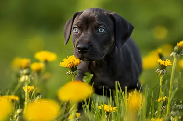 夏天在草地上散步的猎狗猎狗 — 图库照片