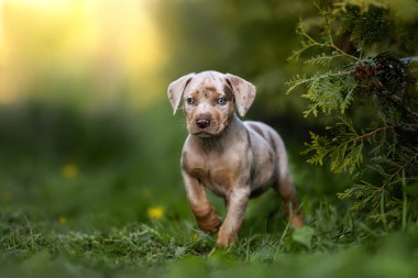 Katahoula köpek yavrusu Yazın dışarıda duruyor