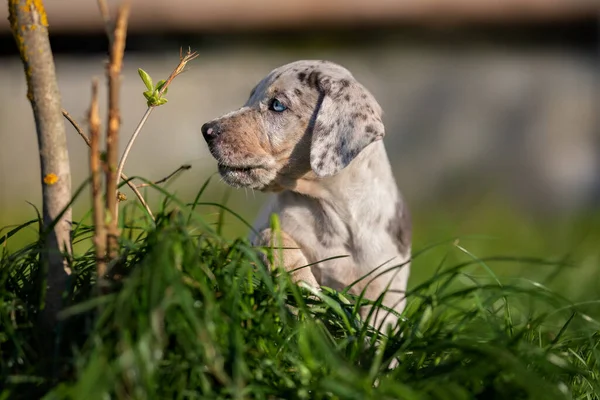 Katahoula Štěně Chůzi Trávě Létě — Stock fotografie