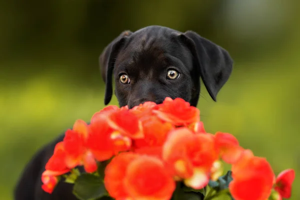 Hermoso Negro Cachorro Posando Behing Rojo Flores Aire Libre — Foto de Stock