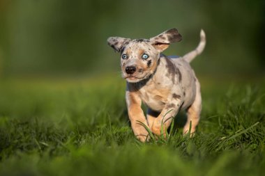 Mutlu Catahoula leopar köpek yavrusu yazın dışarı koşuyor.