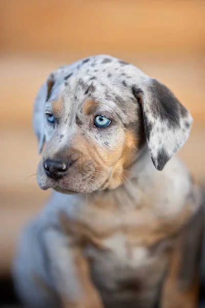 可愛いですCatahoulaヒョウ犬の子犬の肖像画を閉じます屋外 — ストック写真