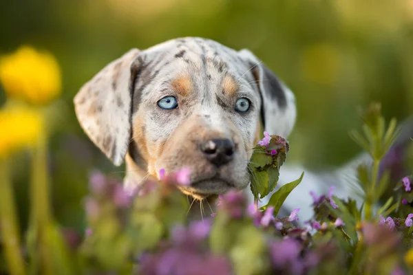 Catahoula Luipaard Hond Puppy Portret Een Veld Met Bloemen — Stockfoto