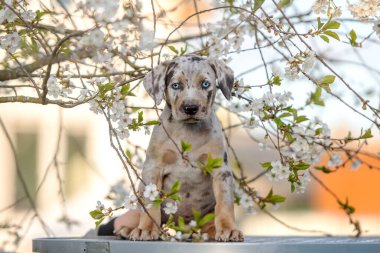 Katahoula leopar köpek yavrusu baharda çiçek açan bir ağacın yanında oturuyor.