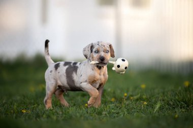 Mutlu köpek yavrusu yazın dışarıda bir oyuncakla oynuyor.