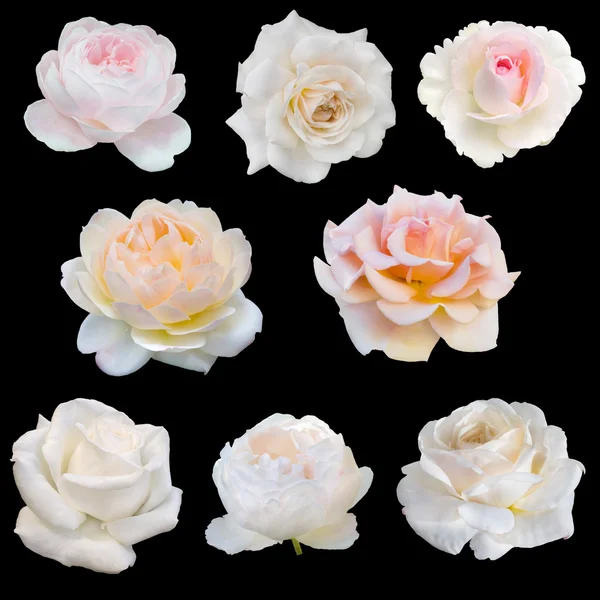 Collage de rosas blancas — Foto de Stock