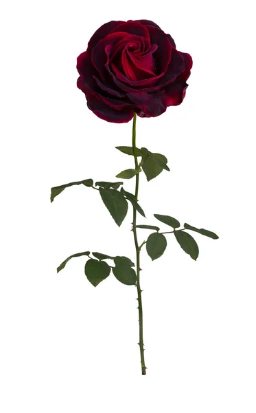 Sötétvörös rózsa — Stock Fotó