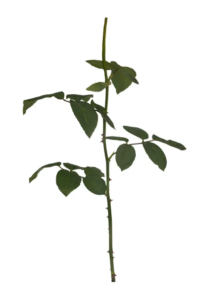 Feuilles de rose verte isolées sur blanc — Photo