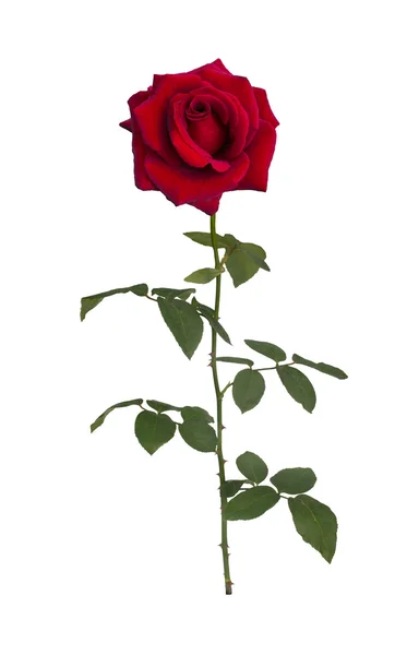 Tmavě červená růže — Stock fotografie
