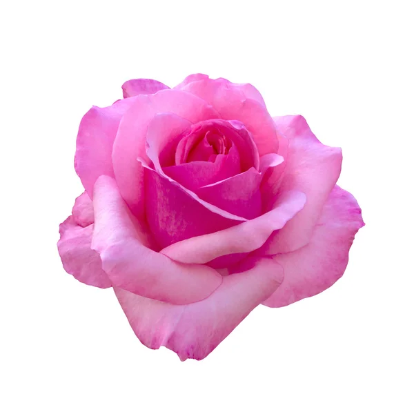 Schöne rosa Rose — Stockfoto