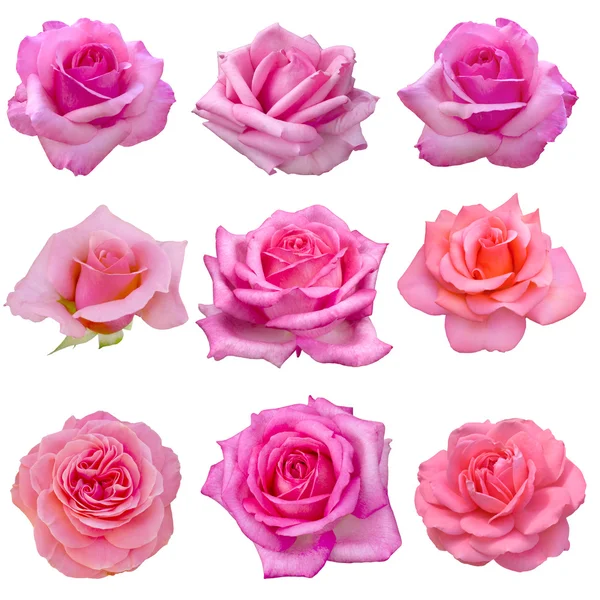Коллаж розовых роз — стоковое фото