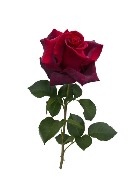 Dark red rose — Stock Photo, Image