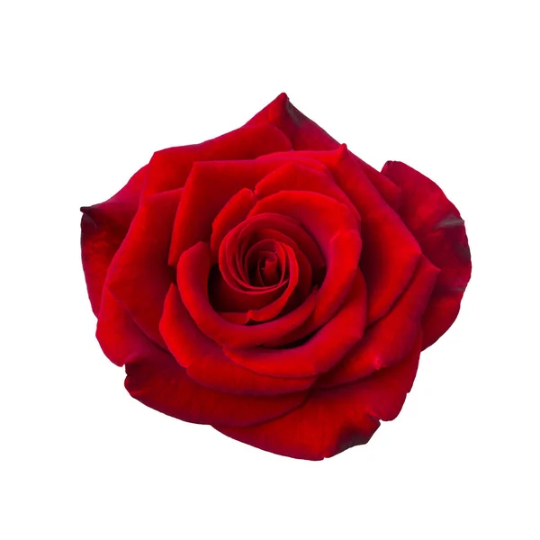 Rosa rosso scuro — Foto Stock