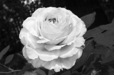 Bir güzellik siyah ve beyaz gül