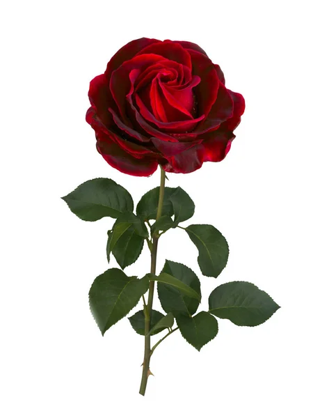 Rosa roja oscura — Foto de Stock