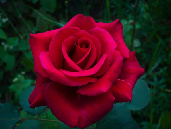 Rosa rossa scura stanno fiorendo in giardino — Foto Stock
