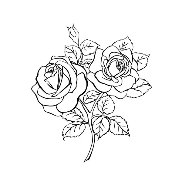 Sketsa mawar pada latar belakang putih - Stok Vektor