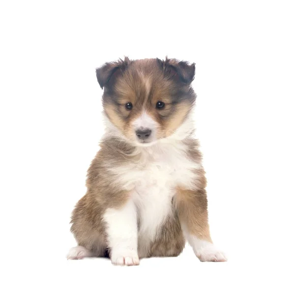 Güzel mutlu sığınak köpek yavrusu — Stok fotoğraf